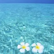 りんりん