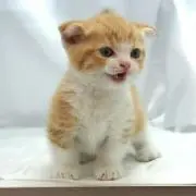 そらねこ