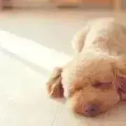 ひーちゃん