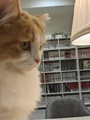 りーふぃの画像