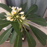 LIZEの画像
