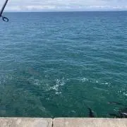 TKの画像