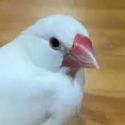 さっさの画像
