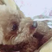 みーの画像