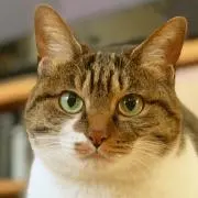 かぱぱ大佐の画像