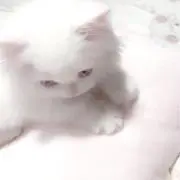 ねこの画像