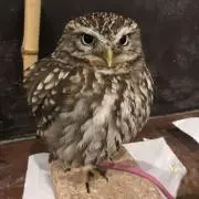 bravo