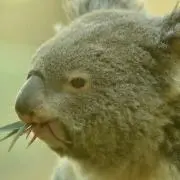 コロの画像