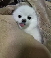 みゆの画像