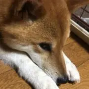 ノマの画像