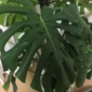 bunbunの画像