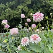 Image of ちゃあ