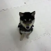 Ruuの画像