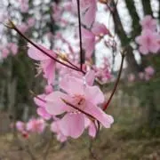 みき