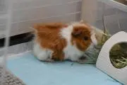 もぐの画像