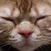 ちゃたろう