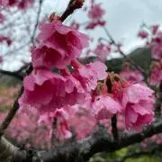 さくら☆の画像
