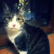 ねっこ