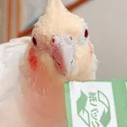 ぱもの画像