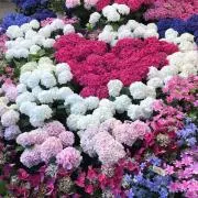 ★あに☆の画像