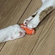 にゃんた