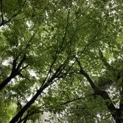 hirariの画像