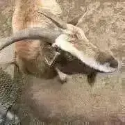 ちむの画像