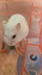 愛凛