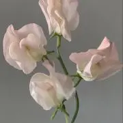 最終値下げ中♡の画像