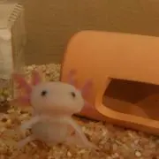 ごまの画像