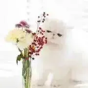 Yukiの画像