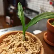 ドラミの画像
