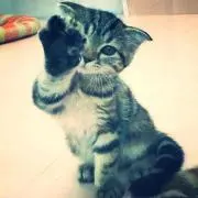 pipi