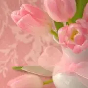 さくらんぼ