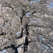 そらり