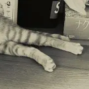 ginger catの画像