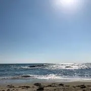 ハチ
