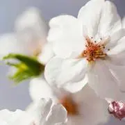 ちゃちゃ