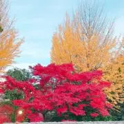 メトポリの画像