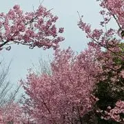 yuduの画像