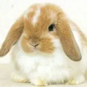 りさの画像