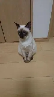 犬山道節