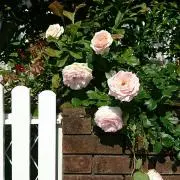 私は薔薇