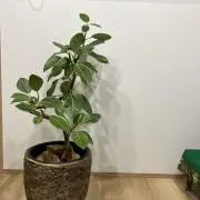 kwicoの画像