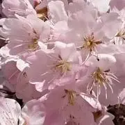 ニャンコ先生