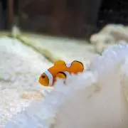 Glückwunschの画像