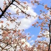 Kuronyaakoの画像