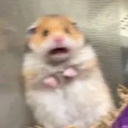 すずの画像