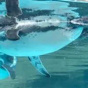 penの画像