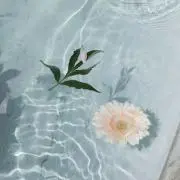 yumeの画像